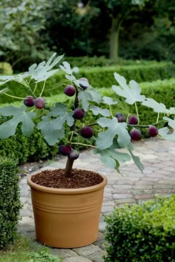 Texas Everbearing Fig Tree - 1 Gallon Pot 10 Texas Everbearing Fig Tree - 1 Gallon Pot -Plant Promotion Store Fig Texas Everbearing 13