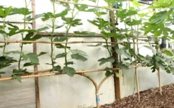 Texas Everbearing Fig Tree - 1 Gallon Pot 12 Texas Everbearing Fig Tree - 1 Gallon Pot -Plant Promotion Store Fig Texas Everbearing 6