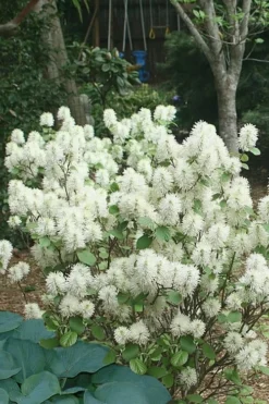 Mount Airy Fothergilla - 6 Pack Of 1 Gallon Pots -Plant Promotion Store Fothergilla Mount Airy 16