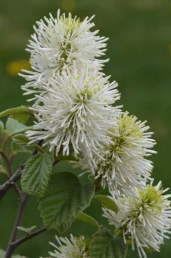 Mount Airy Fothergilla - 6 Pack Of 1 Gallon Pots -Plant Promotion Store Fothergilla Mount Airy 500x750 1