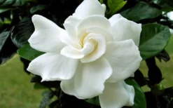August Beauty Gardenia - 2.5 Quart Pot 10 August Beauty Gardenia - 2.5 Quart Pot -Plant Promotion Store Gardenia August Beauty Flower Closeup 2