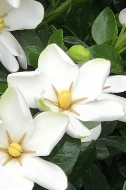 Hardy Fragrant Daisy Gardenia Bush - 6 Pack Of 1 Gallon Pots -Plant Promotion Store Gardenia Daisy 21