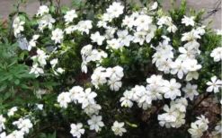 Hardy Fragrant Daisy Gardenia Bush - 3 Gallon Pot 11 Hardy Fragrant Daisy Gardenia Bush - 3 Gallon Pot -Plant Promotion Store Gardenia Daisy Blooms 2 1