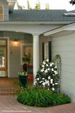 Diamond Spire Gardenia - 3 Gallon Pot -Plant Promotion Store Gardenia Diamond Spire 5 2