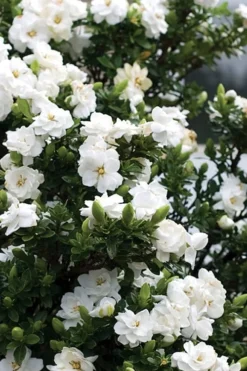 Double Mint Gardenia - 1 Gallon Pot -Plant Promotion Store Gardenia Double Mint 2