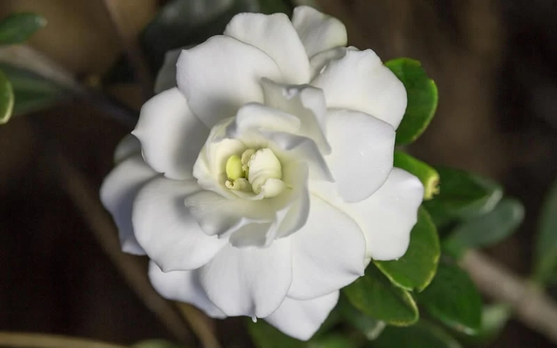 Double Mint Gardenia - 2 Gallon Pot 7 Double Mint Gardenia - 2 Gallon Pot - Image 7