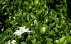 Double Mint Gardenia - 6 Pack Of 1 Gallon Pots 12 Double Mint Gardenia - 6 Pack Of 1 Gallon Pots -Plant Promotion Store Gardenia Double Mint 7 1