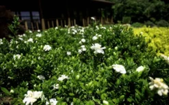 Double Mint Gardenia - 1 Gallon Pot -Plant Promotion Store Gardenia Double Mint 8