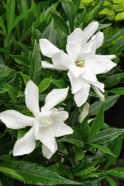 Frost Proof Gardenia - 1 Gallon Pot -Plant Promotion Store Gardenia Frost Proof Rev 500x750 3