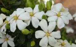 Heaven Scent Gardenia - 1 Gallon Pot 8 Heaven Scent Gardenia - 1 Gallon Pot -Plant Promotion Store Gardenia Heaven Scent 16