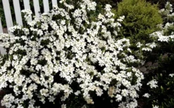 Heaven Scent Gardenia - 1 Gallon Pot 9 Heaven Scent Gardenia - 1 Gallon Pot -Plant Promotion Store Gardenia Heaven Scent 17