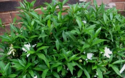 Radicans Creeping Dwarf Gardenia - 1 Gallon Pot -Plant Promotion Store Gardenia Radicans 53 1