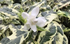 Variegated August Beauty Gardenia - 3 Gallon Pot -Plant Promotion Store Gardenia Variegated 1 1
