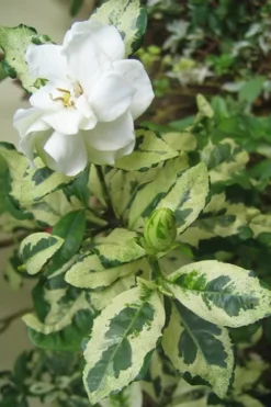 Variegated Gardenia - 1 Gallon Pot