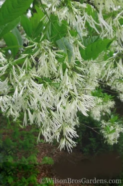 Grancy Graybeard - White Fringe Tree - 1 Gallon Pot 15 Grancy Graybeard - White Fringe Tree - 1 Gallon Pot -Plant Promotion Store Grancy Graybeard Tree 30