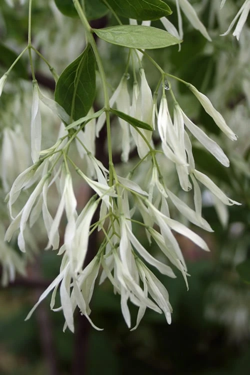Grancy Graybeard - White Fringe Tree - 7 Gallon Pot (3-4') 6 Grancy Graybeard - White Fringe Tree - 7 Gallon Pot (3-4') - Image 6