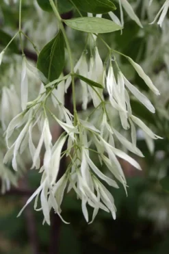 Grancy Graybeard - White Fringe Tree - 7 Gallon Pot (2-3') -Plant Promotion Store Grancy Graybeard Tree 32 3