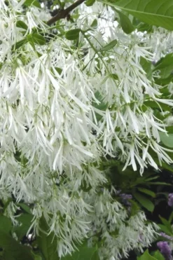 Grancy Graybeard - White Fringe Tree - 7 Gallon Pot (3-4')