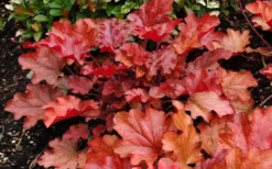 Peach Crisp Heuchera (Coral Bells) - 3 Pack Of Quart Pots -Plant Promotion Store Heuchara Peach Crisp Closeup
