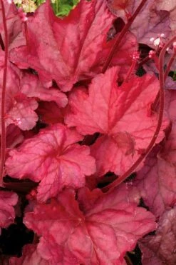 Fire Chief Heuchera (Coral Bells) - 1 Gallon Pot -Plant Promotion Store Heuchera Fire Chief 2