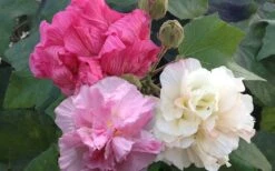 Confederate Rose Hibiscus (Rose Mallow) - 3 Pack Of Quart Pots -Plant Promotion Store Hibiscus Mutabilis Confederate Rose