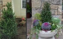 Pyramidal Compacta Japanese Holly - 3 Gallon Pot 9 Pyramidal Compacta Japanese Holly - 3 Gallon Pot -Plant Promotion Store Holly Compacta Pyramidal 2