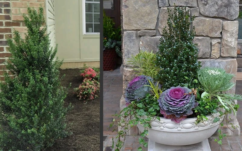 Pyramidal Compacta Japanese Holly - 3 Gallon Pot 5 Pyramidal Compacta Japanese Holly - 3 Gallon Pot - Image 5