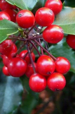 Liberty Holly - 3 Gallon Pot -Plant Promotion Store Holly Liberty 10