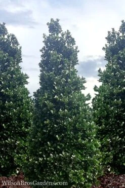 Liberty Holly - 3 Gallon Pot -Plant Promotion Store Holly Liberty 7