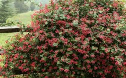 Alabama Crimson Red Trumpet Honeysuckle - 5 Gallon Pot -Plant Promotion Store Honeysuckle Alabama Crimson 2