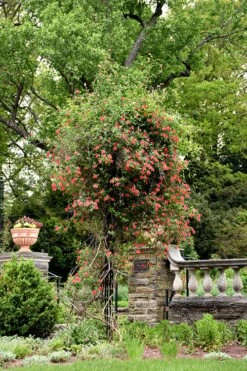 Alabama Crimson Red Trumpet Honeysuckle - 5 Gallon Pot -Plant Promotion Store Honeysuckle Alabama Crimson 3