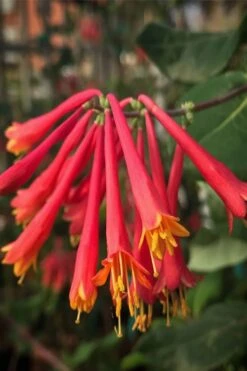 Alabama Crimson Red Trumpet Honeysuckle - 5 Gallon Pot -Plant Promotion Store Honeysuckle Alabama Crimson 4