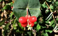 Alabama Crimson Red Trumpet Honeysuckle - 5 Gallon Pot -Plant Promotion Store Honeysuckle Coral 6