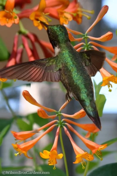 Magnifica Fragrant Orange Honeysuckle Vine - 1 Gallon Pot 1 Magnifica Fragrant Orange Honeysuckle Vine - 1 Gallon Pot