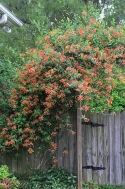 Magnifica Fragrant Orange Honeysuckle Vine - 1 Gallon Pot 11 Magnifica Fragrant Orange Honeysuckle Vine - 1 Gallon Pot -Plant Promotion Store Honeysuckle Magnifica Orange 2
