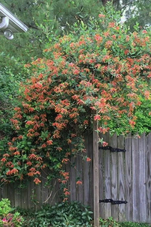 Magnifica Fragrant Orange Honeysuckle Vine - 1 Gallon Pot 5 Magnifica Fragrant Orange Honeysuckle Vine - 1 Gallon Pot - Image 5