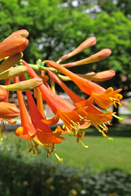 Magnifica Fragrant Orange Honeysuckle Vine - 1 Gallon Pot 6 Magnifica Fragrant Orange Honeysuckle Vine - 1 Gallon Pot - Image 6