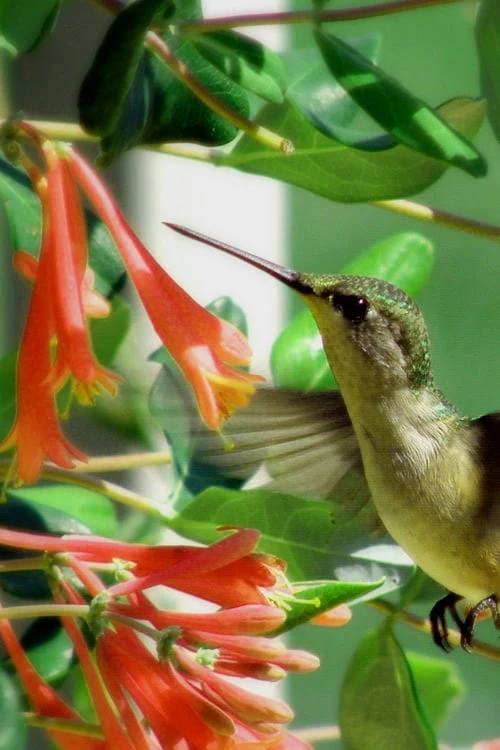 Magnifica Fragrant Orange Honeysuckle Vine - 1 Gallon Pot 7 Magnifica Fragrant Orange Honeysuckle Vine - 1 Gallon Pot - Image 7