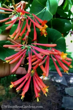 Major Wheeler Red Trumpet Honeysuckle - 2 Gallon Pot -Plant Promotion Store Honeysuckle Major Wheeler 23