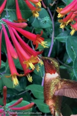 Major Wheeler Red Trumpet Honeysuckle - 1 Gallon Pot