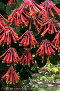 Major Wheeler Red Trumpet Honeysuckle - 3 Gallon Pot -Plant Promotion Store Honeysuckle Major Wheeler 31 1