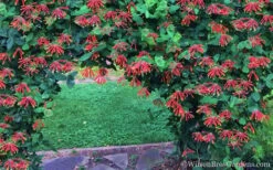 Major Wheeler Red Trumpet Honeysuckle - 1 Gallon Pot -Plant Promotion Store Honeysuckle Major Wheeler 35 2