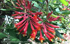 Major Wheeler Red Trumpet Honeysuckle - 2 Gallon Pot -Plant Promotion Store Honeysuckle Major Wheeler 37