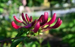 Peaches & Cream Fragrant Honeysuckle - Lonicera Periclymenum - 5 Gallon Pot -Plant Promotion Store Honeysuckle Peaches And Cream 10