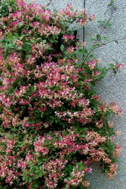 Peaches & Cream Fragrant Honeysuckle - Lonicera Periclymenum - 5 Gallon Pot -Plant Promotion Store Honeysuckle Peaches And Cream 12