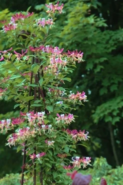 Peaches & Cream Fragrant Honeysuckle - Lonicera Periclymenum - 5 Gallon Pot -Plant Promotion Store Honeysuckle Peaches And Cream 13