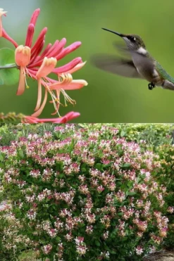 Peaches & Cream Fragrant Honeysuckle - Lonicera Periclymenum - 5 Gallon Pot -Plant Promotion Store Honeysuckle Peaches And Cream 2 500x750 1