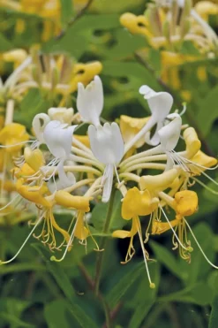 Scentsation Fragrant Yellow Honeysuckle - Lonicera Periclymenum - 3 Gallon Pot -Plant Promotion Store Honeysuckle Scentsation 1