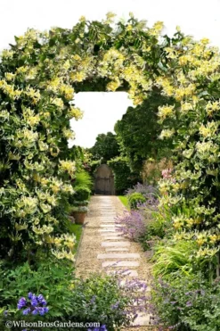 Scentsation Fragrant Yellow Honeysuckle - Lonicera Periclymenum - 3 Gallon Pot -Plant Promotion Store Honeysuckle Scentsation 10