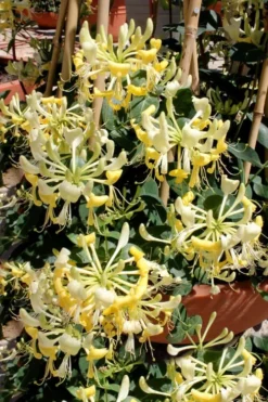 Scentsation Fragrant Yellow Honeysuckle - Lonicera Periclymenum - 3 Gallon Pot -Plant Promotion Store Honeysuckle Scentsation 2